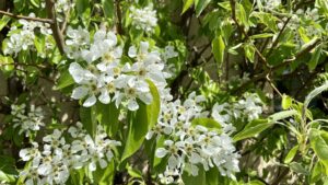 Fleurs de poiriers, Normandie
